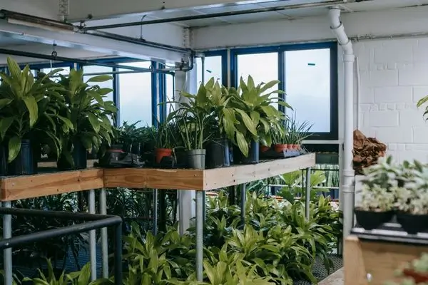 O verde das plantas se contrasta com o ambiente.