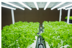 Hortas desenvolvidas com luz de artificial.