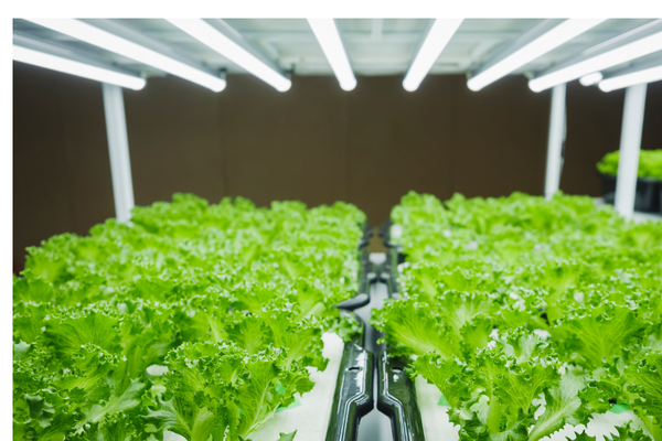 Hortas desenvolvidas com luz de artificial.