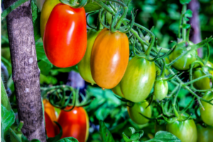 Tomates em hortas com ímãs.