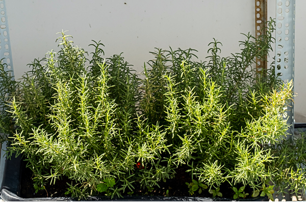 Alecrim, altamente útil em hortas, para chás e temperos.