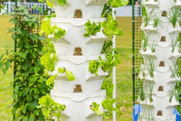 As plantas surgem em meio ao concreto, trazendo mais frescor a vida.