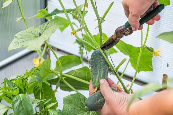 Colhendo um pepino fresquinho na horta vertical