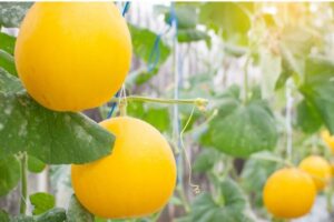 Frutas fresquinhas para se colher, plante e desfrute deste prazer, no seu cotidiano.