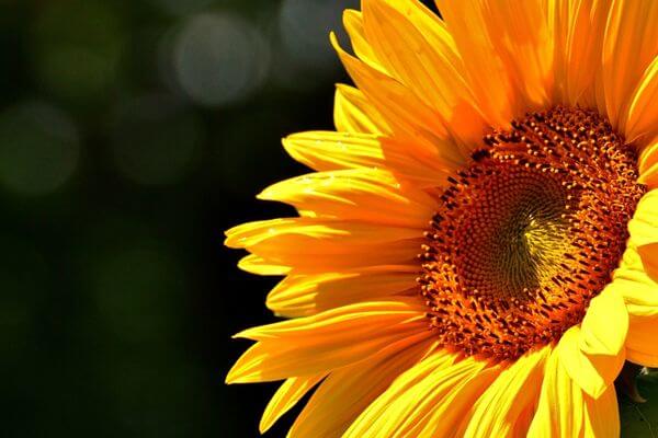 “Girassol em plena floração, símbolo de vida e resistência no jardim urbano.”