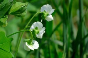 Alimentos com flores salva-vidas de muitos beija-flores
