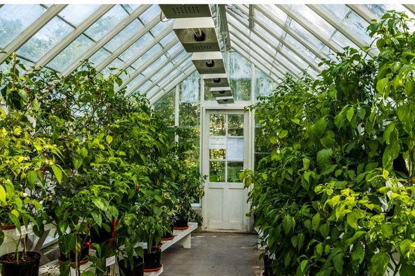 Dentro da estufa, tem a opção de mesa ou prateleiras, para que as plantas fiquem nas laterais. Deixando um corredor livre.