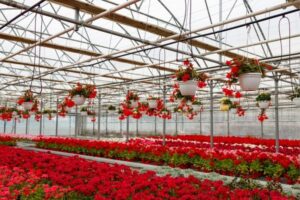 Com águas da chuva, você pode manter uma estufa de flores, ou uma estufa de hortaliças, lavar carro, moto, bicicleta, calçada e dar descargas em vasos sanitários. Águas da chuva são bancões em abundância para todos de graça.