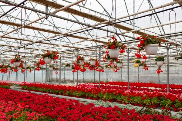 Com águas da chuva, você pode manter uma estufa de flores, ou uma estufa de hortaliças, lavar carro, moto, bicicleta, calçada e dar descargas em vasos sanitários. Águas da chuva são bancões em abundância para todos de graça.
