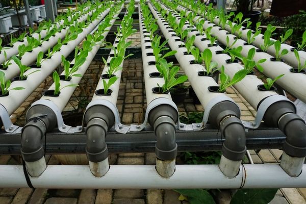 Tubos PVC em formas de canteiros verticais e horizontais.