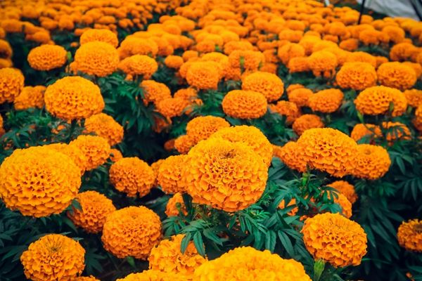 Flores, embelezam e alimentam os beija-flores.