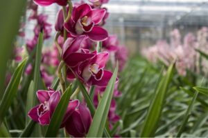 Jardim com orquídeas, encantam e embelezam o ambiente.