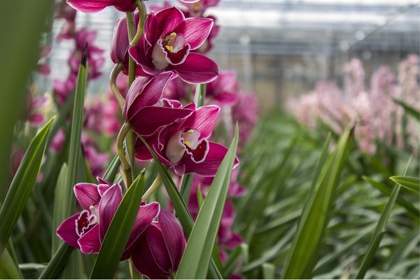 Jardim com orquídeas, encantam e embelezam o ambiente.