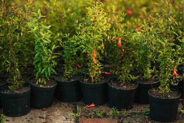 Com pequenos vasos, é prático fazer inúmeras mudas de pequenas árvores frutíferas.