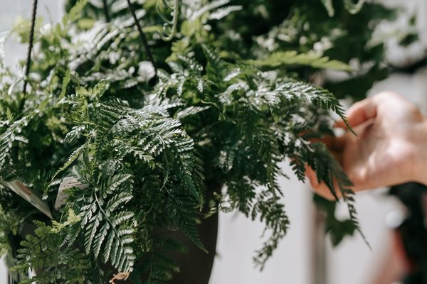 É maravilhoso acordar, e respirar ar fresco dentro de casa, e sabe que minhas mãos cultivam vidas verdes e vibrante.