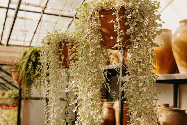 O ar se purifica com as plantas do jardim