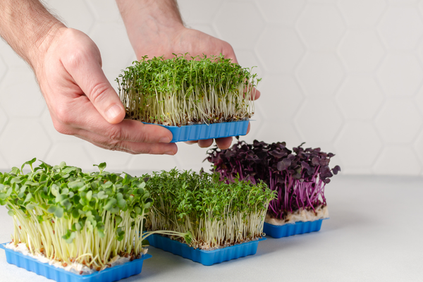 Microverdes verduras que crescem nas formas de ovos, precisam de poco espaço.