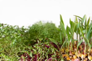 Pequenas plantas com alto potencial nutritivo, microverdes.