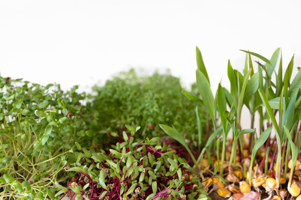 Pequenas plantas com alto potencial nutritivo, microverdes.