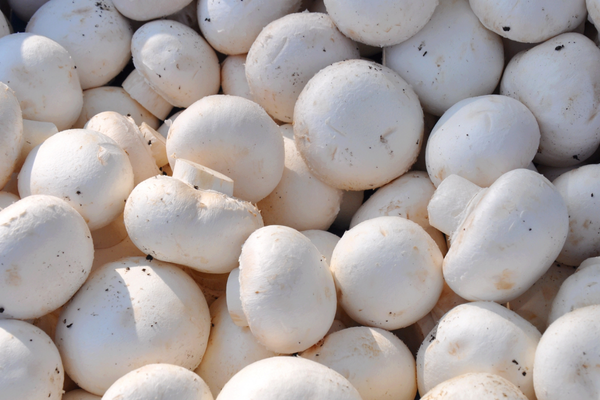 Champignon cogumelos fresquinhos