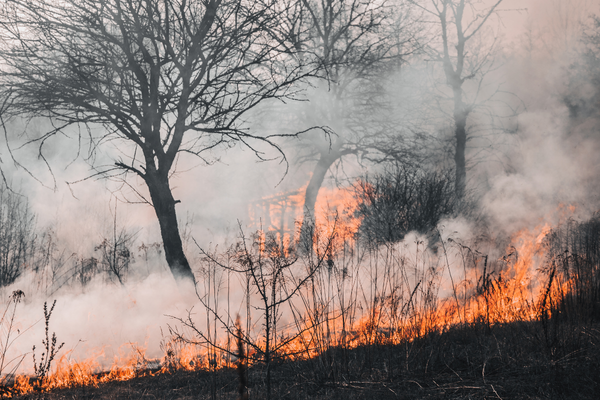 O Planeta terra está Ardendo em Chamas. Será que o ser humano não entende que está destruindo o nosso lar. O planeta terra é o Nosso Lar.