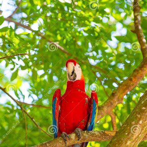 https://thumbs.dreamstime.com/z/papagaio-arara-na-floresta-do-exterior-de-fora-foto-ara-macaw-parrot-no-zoo-273245133.jpg