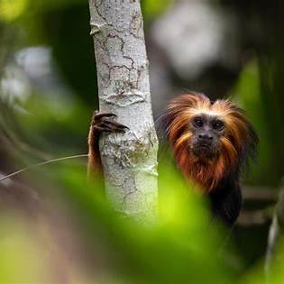 https://conexaoplaneta.com.br/wp-content/uploads/2024/06/plantio-de-cacau-pode-salvar-mico-leao-de-cara-dourada-ameacado-de-extincao-no-sul-da-bahia-foto-cedida-por-patrick-bottger.jpg