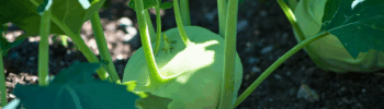 Como Plantar Couve de Rábano: Guia Completo do Plantio à Colheita