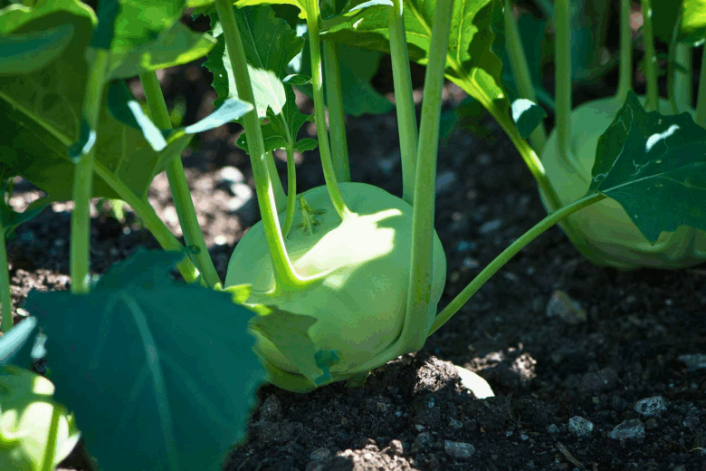 Como Plantar Couve de Rábano: Guia Completo do Plantio à Colheita